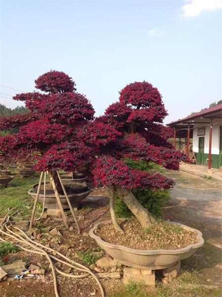 红继木盆景