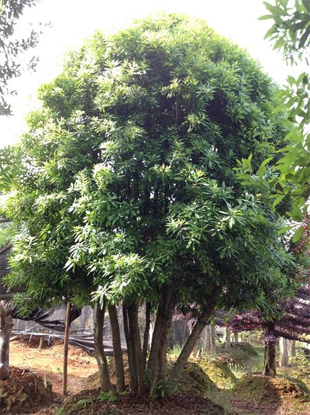 杨梅原生树