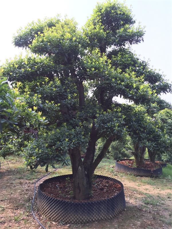 造型杨梅树